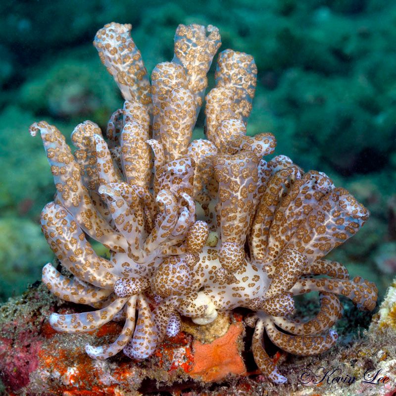 raja ampat nudibranch underwater photo